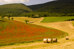 field poppies in Umbria are a typical subject on our photography tours